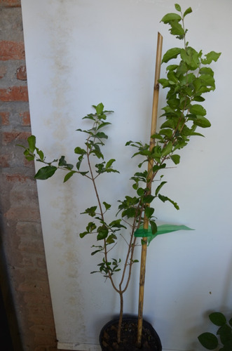 Acerola Arbol De Riquisimo Fruto Y Muchas Prop. 1,10 Mt. Alt