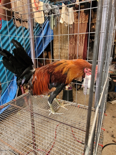 Gallos De Pelea Finos (Usado)