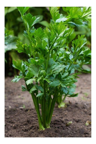 Semillas De Cilantro Aptohuerta/hidroponia