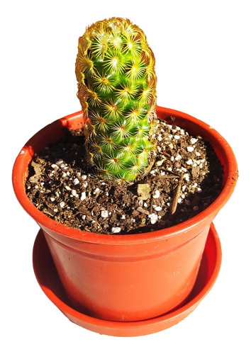 Cactus Mammilaria Elongata 7 Cms Con Macetero Y Plato