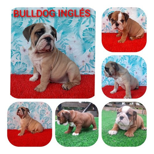 Bulldog Inglés Hembras