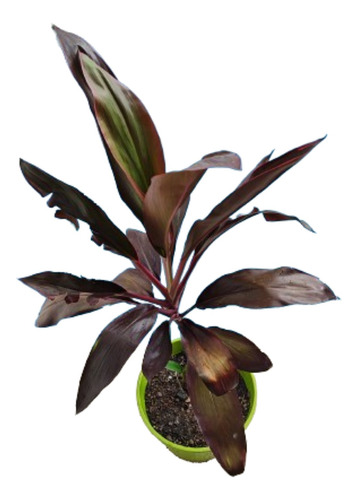 Cordyline Rubra Hermosas.villa Mitre.caba