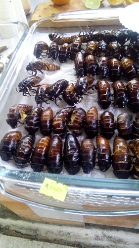 Insectos Comestibles: 6 Escarabajos De Madagascar