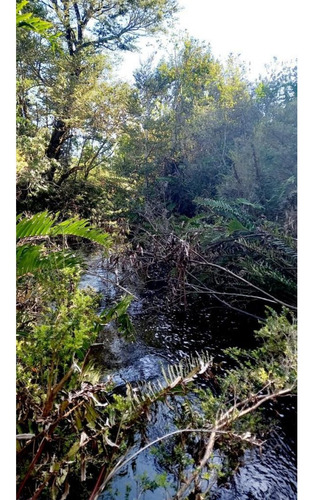 Alerce Parcela 5000 M2 Conlinda Con Estero Rio Negro