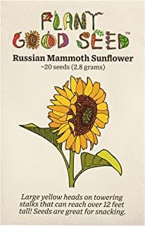 Ruso Mammoth Semillas De Girasol (~20): Semillas Sin Omg, He