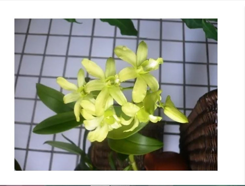 2 Orquídeas Denphal Adultas | MercadoLivre