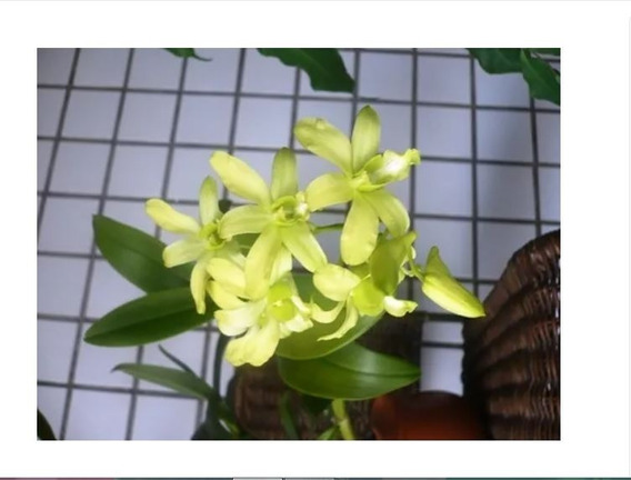 Orquidea Denphal Adulta | MercadoLivre 📦