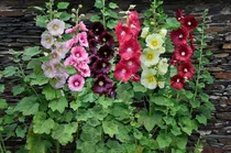 Comprar Semillas De Malva Real, Alcea Rosea X 30 Semillas.