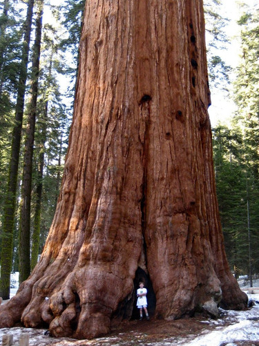 10 Sementes Sequoiadendron Giganteum Bonsai Sequoia Gigante