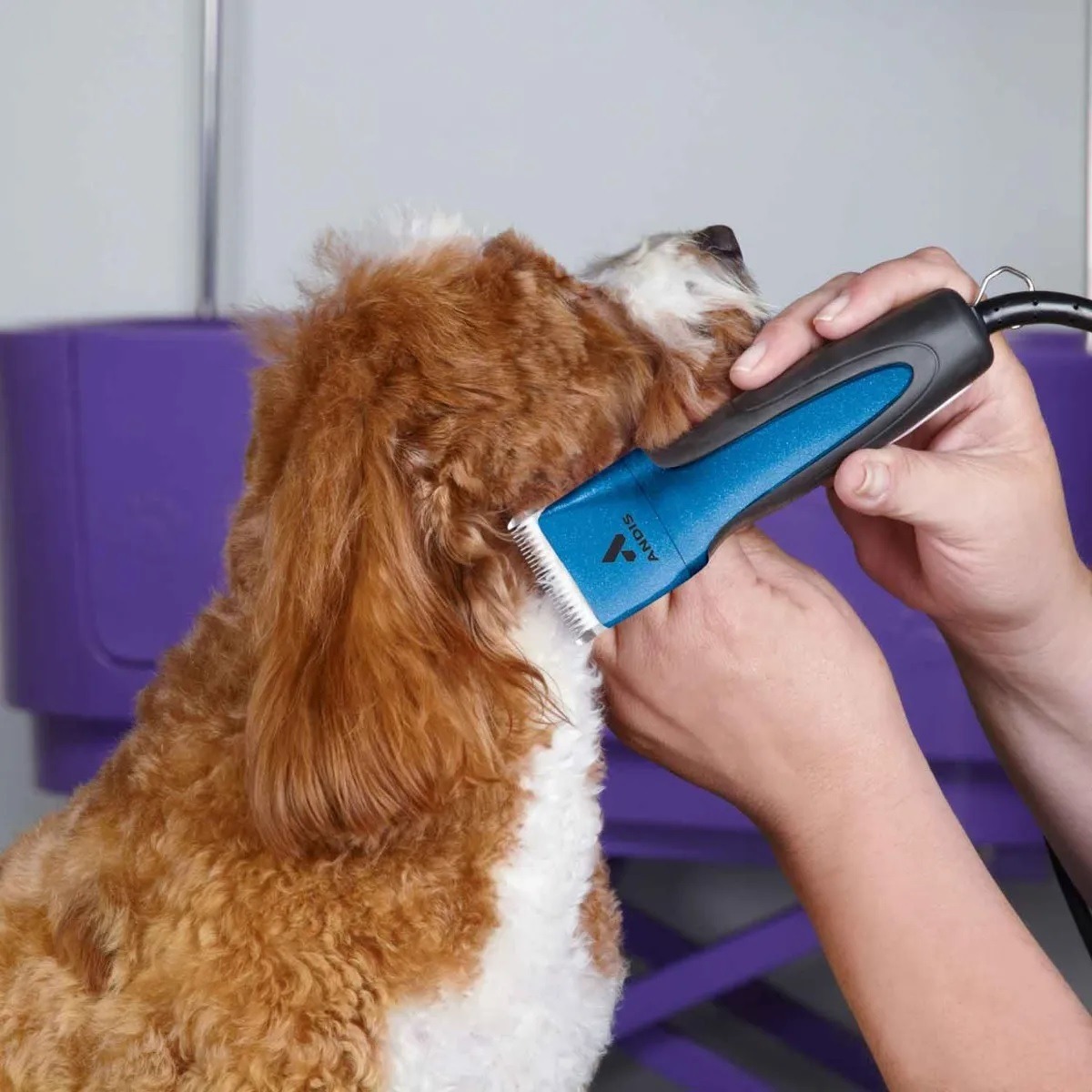 Rasuradoras para perros