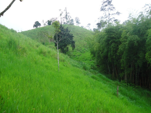 Vendo Finca De 14 Has Excelente Para Crianza De Ganadao Todo Con Hierba O Cambio Por Menos Hectareas Mas Cercanas .