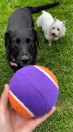 Pelota De Tenis Gigante Dura Para Perros Grandes