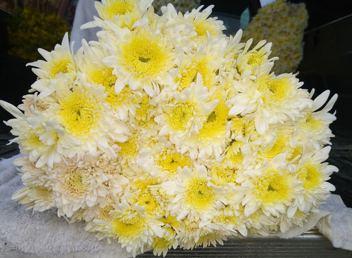 Flores Naturales Recién Cortadas