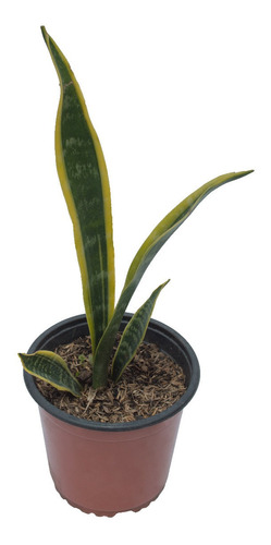 Lengua De Suegra (sansevieria Drac. Trifasciata) En Maceta