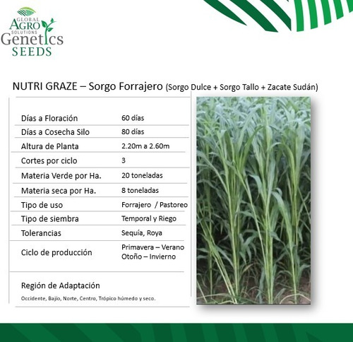 Semilla De Sorgo Forrajero Variedad Nutrigraze 40 Kilogramos