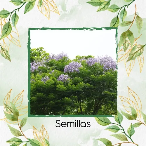 800 Semillas De Árbol Jacaranda Copaia