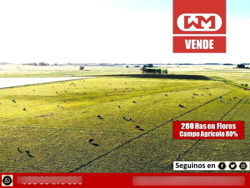 Venta Campo Flores 280 Has Agrícola 83% Coneat Alto Complet