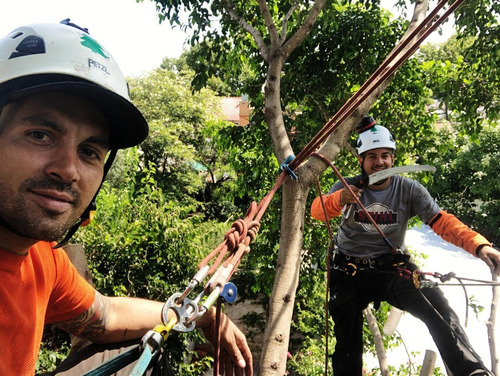 Imagen 4 de 10 de Poda De Arboles Y Palmeras Tala Extracciones Altura Riesgo
