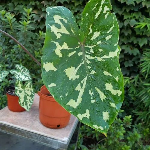 Alocasia Hilo Beauty