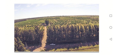 Espectacular Campo Con Plantaciones De Citrus