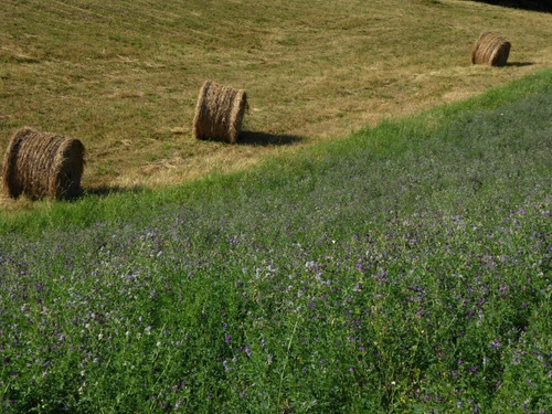 Imagen 4 de 5 de Semillas De Alfalfa Atrae Polinizadores Huerta En Casa