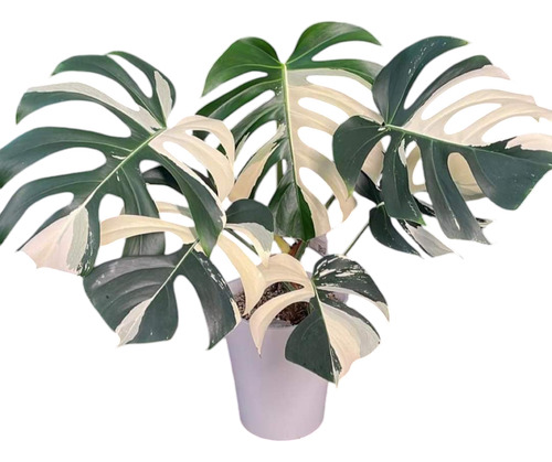 Monstera Variegada (planta Super Exótica)