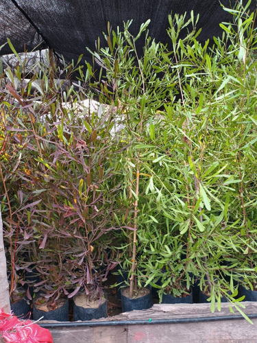 Stenocarpus Morado/verde 1.5 Mt (somos Vivero Amanda Buin)