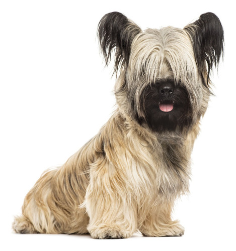 Archivo Stl Skye Terrier