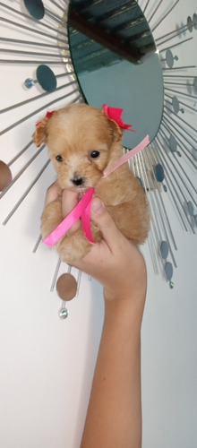 Imagen 3 de 3 de Hermosos Poodle Tacita De Té Micro Toy Garantizado