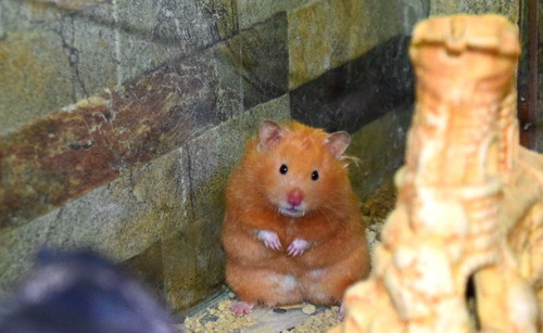 Hamster Sírio De Pelúcia - Filhotes Fofos