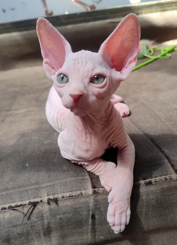 Gatos Esfinge Sphynx Medellín Raza Pura