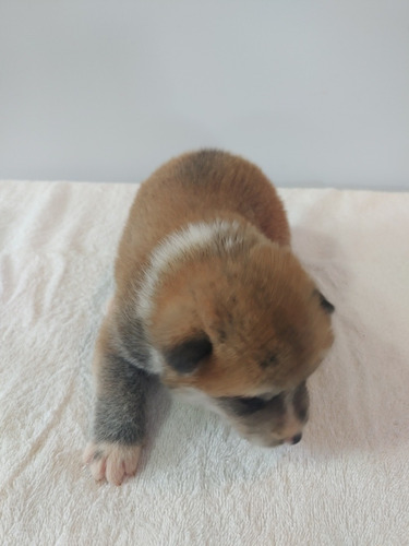Filhotes De Akita