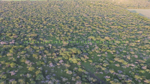 Imagen 8 de 10 de Campo Ganadero Sobre Ruta 6 Ganadero 79 Ha Monte Entre Rios