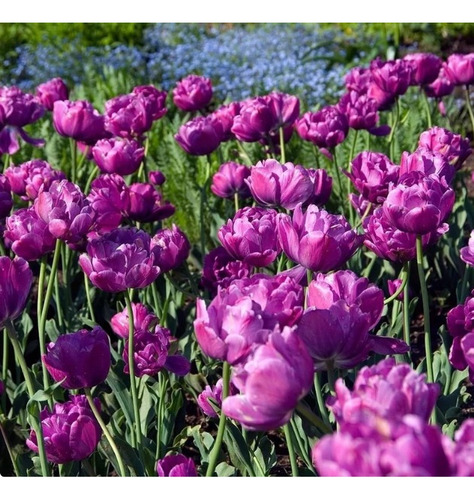100 Semillas De Tulipan Doble Morado