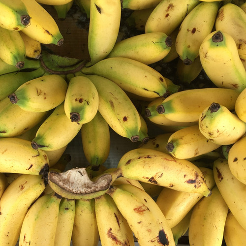 Kit 3 Mudas De Banana Mel Fácil Plantio Cultivo Com Manual