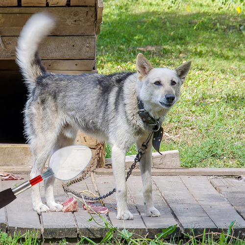 Catcher De Para Perros Kit De Recolección De De Perros Picku