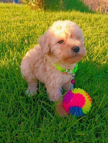 Poodle Toy Machito Juguetón Dos Meses 