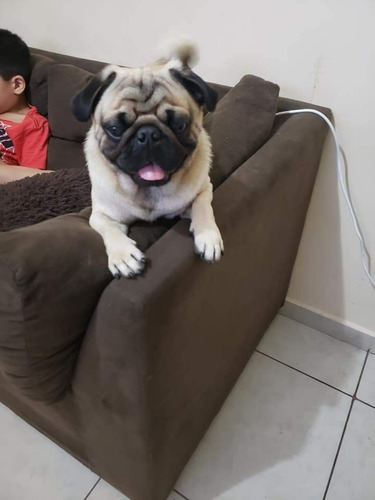 Imagem 3 de 5 de Pung Fêmea