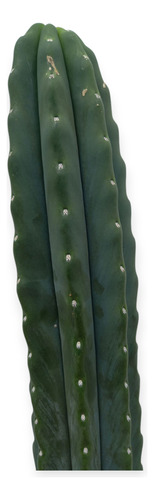 Cactus Echinopsis Pachanoi Blanco