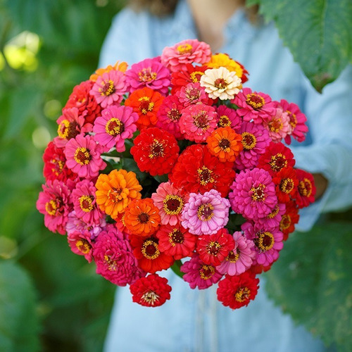 Semillas De Flores Zinnia Enana Mix De Colores Atrae Abejas