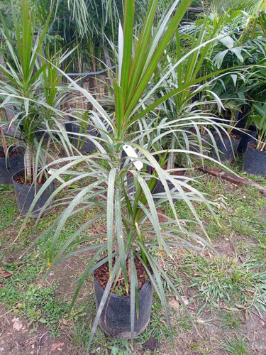 Imagen 4 de 10 de Palmera Marginatta - Hermosa - E.gratis Caba Y Gba