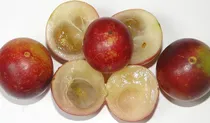 Comprar Planta De Camu Camu