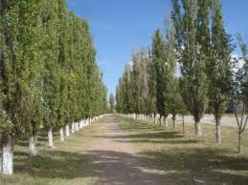 Imagen 3 de 10 de Arbol Alamo Plateado - Hermoso - E.gratis Caba Y Gba
