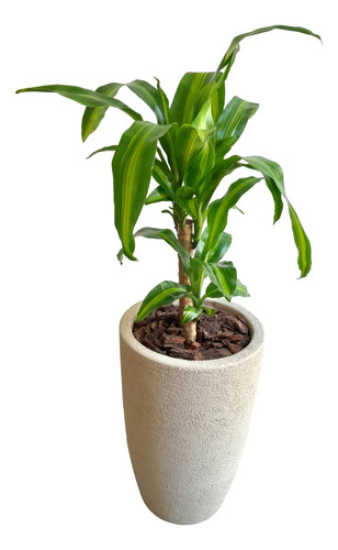 Dracaena Fragans Palo De Agua + Maceta Inca Rotomoldeo