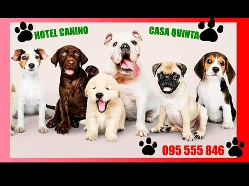Imagen 1 de 5 de Hotel Canino Casa Quinta 