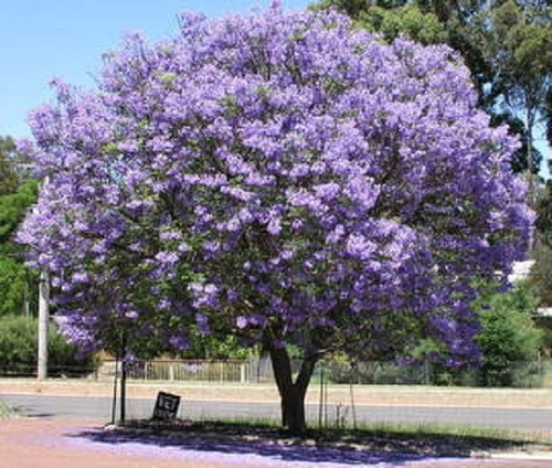 Semillas De Árbol Jacarandá (j. Mimosifolia) X 100