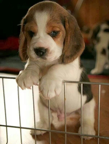 Cachorros Beagle Tricolor!