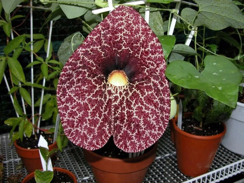 30 Sementes Flor Papo De Peru Gigante Aristolochia P/ Mudas