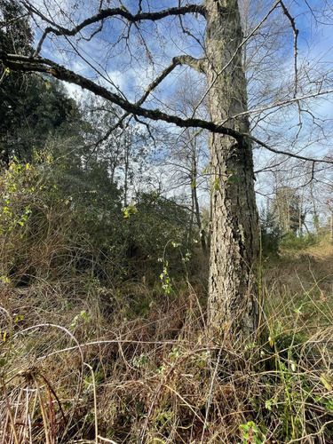 Parcela 6300m2 Arboles Nativos (105986)