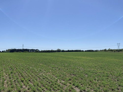 Excelente Campo En Canelones Sobre Ruta 5, 150 Has Agricolas.